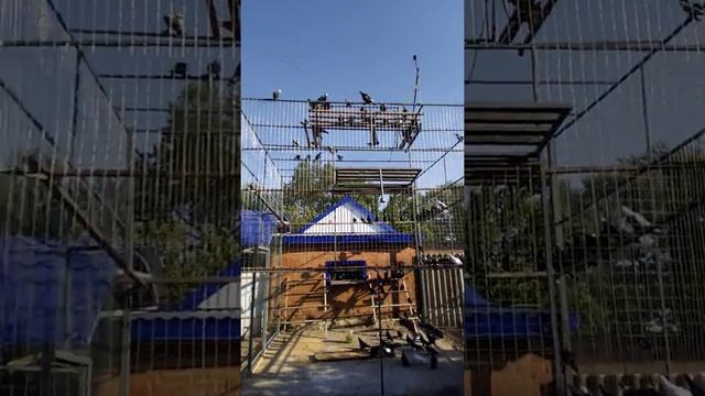 Молодёжь 2019.Продажа голубей.. Краснодарский край ст. Кисляковская,, 89604918902,Сергей. смотреть онлайн