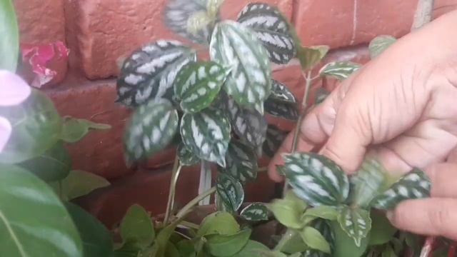 Aluminum Plant / Pilea Cadierei / How To Care And Propagate Aluminium Plant