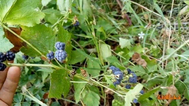 Ежевика. В лес по ягоды смотреть онлайн