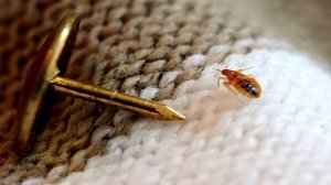 Постельные КЛЕЩИ / КЛОПЫ