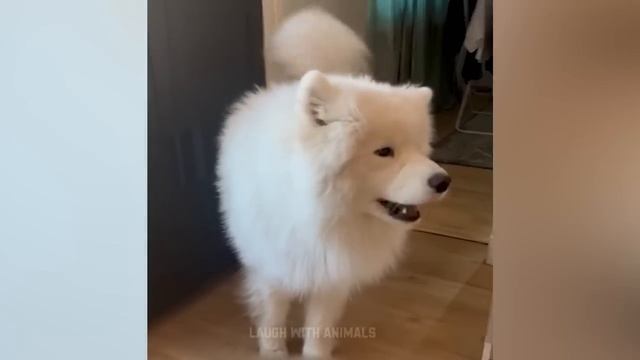 Videos De Risa De Animales 2023 - Perros y Gatos Chistosos - Videos De Animales Graciosos #20 смотреть онлайн
