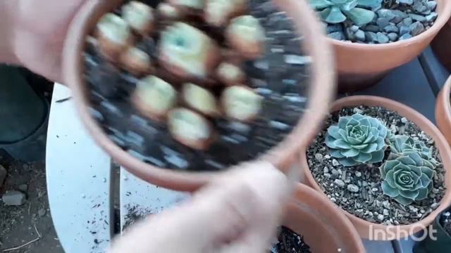 Greenovia Mountain Rose| Rainbow Succulents w/ TAGALOG subtitles #greenovia #raresucculent #korean смотреть онлайн