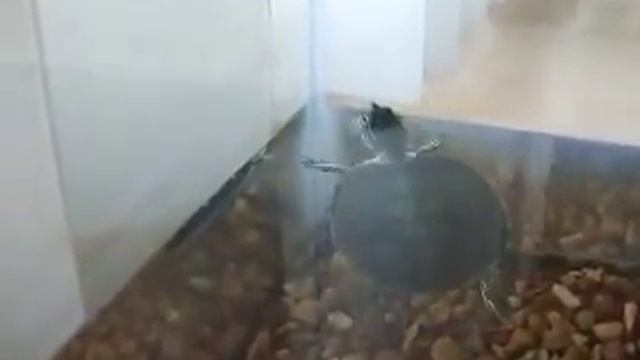 My new Red-Eared Sliders + Setup смотреть онлайн