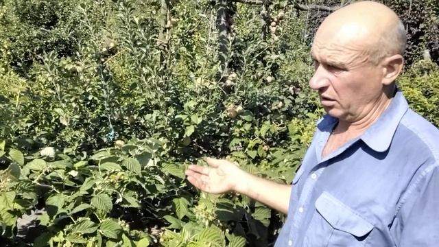 Малина Зюгана, Поемат, Полана та інші. смотреть онлайн