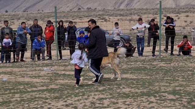 Балу абсолютный чемпион Балканского Велаята 2021 Туркмения! turkmen alabay смотреть онлайн