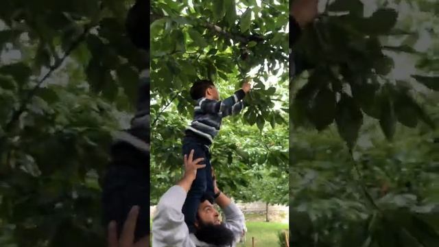 Cherry garden Nagar district смотреть онлайн