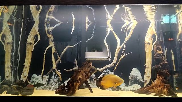 астронотус, кормление живой рыбой. смотреть онлайн