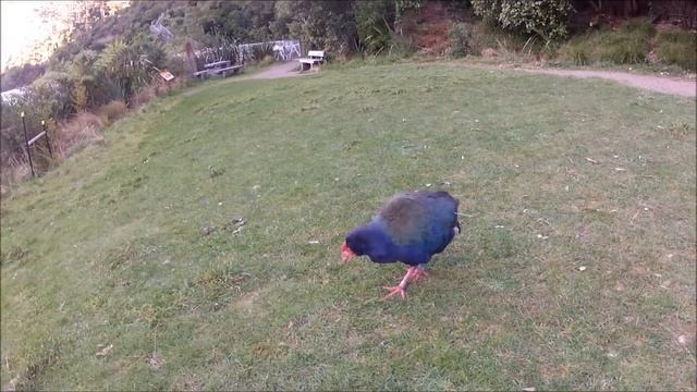 The rare Takahe bird in Zealandia (Wellington - NZ) смотреть онлайн