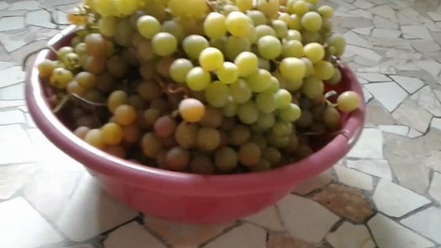 Мускат янтарный (ранний) в Курске. Урожай 2019 смотреть онлайн