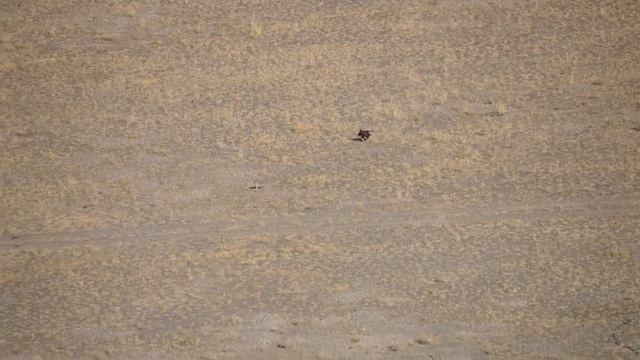 Шустрый заяц и ленивый беркут. смотреть онлайн