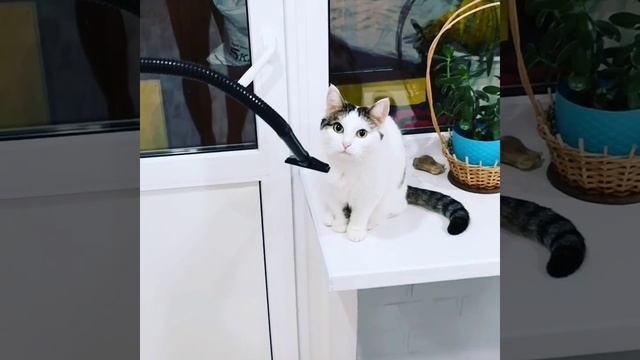 Кот не боится пылесоса факт доказан ютуб видео смотреть онлайн
