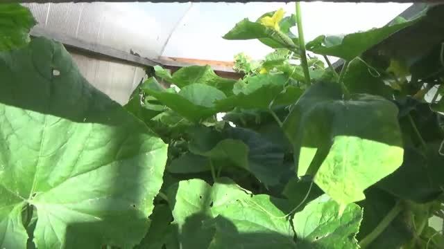 Самый бюджетный мини -парник теплица  до 1000 рублей  из поликарбоната- своими руками ,для огурцов