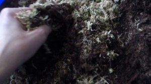 Простой рецепт субстрата (грунта) для ахименесов