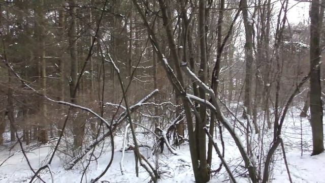 Panasonic HC-WX970 uhd Test #3 IA+ mode смотреть онлайн