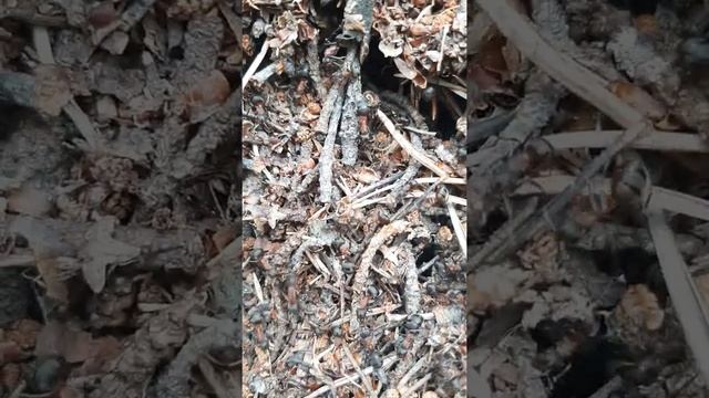 Mirmica sp | Муравейник мирмики| Лесные муравьи смотреть онлайн