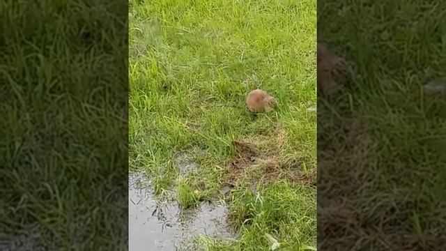 Интересное видео про ондатру смотреть онлайн