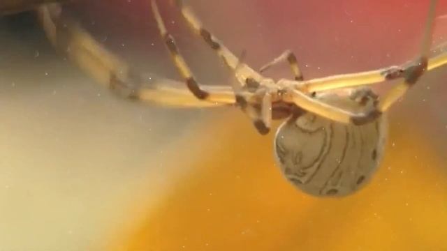 Опасные Пауки, от Которых Нужно Держаться Подальше смотреть онлайн