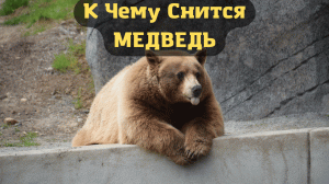 К чему снится МЕДВЕДЬ или видеть во сне МЕДВЕДЯ | Толкование снов | Сонник Sk1.online