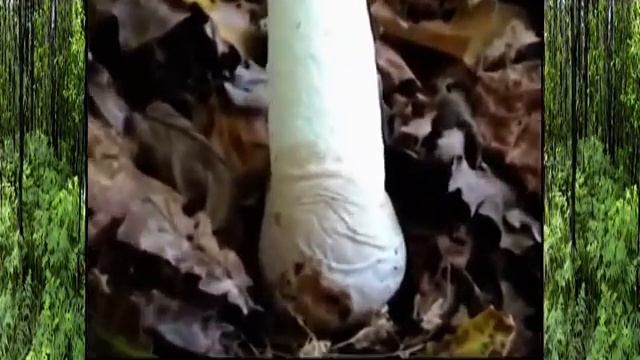 Грибы Весёлки - Подагрический сморчок. Ведьмины яйца. смотреть онлайн