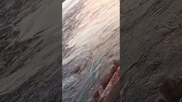 Иртыш седой.