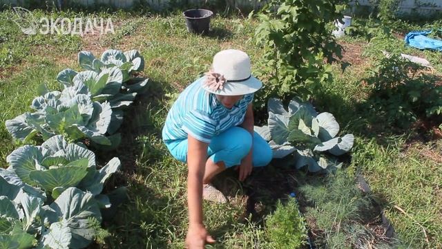 Почему на нашей калине нет вредителей смотреть онлайн