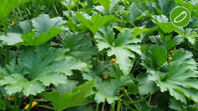 Кабачки SAKATA. Лідер ринку кабачків. НАЙКРАЩИЙ кабачок УКРАЇНИ. смотреть онлайн