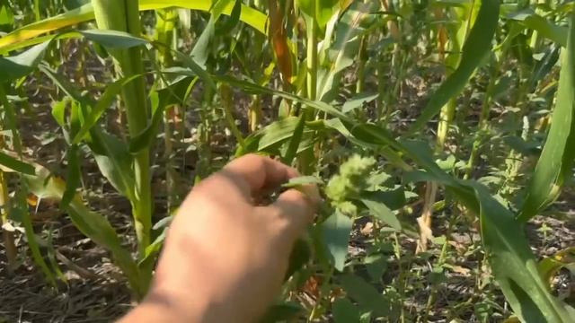 Сівозміна не треба нехтувати | Де поставити кому? | Вадим Дробітько досліджує попередники кукурудзи смотреть онлайн