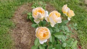 Почему чайно-гибридные розы не цветут кистями? Роза Джуд зе Обскур