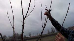 Весенняя обрезка черешни. Spring pruning cherry.