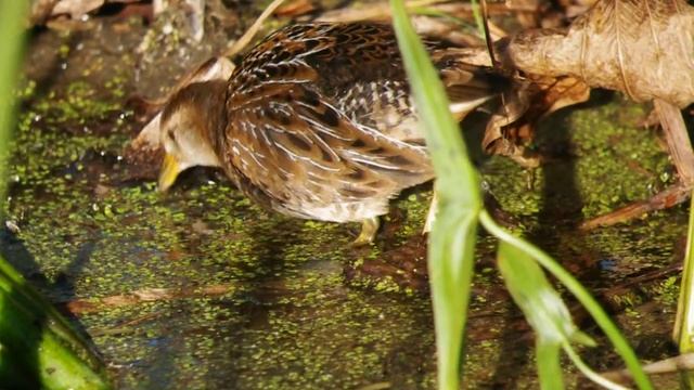 An immature Sora... смотреть онлайн