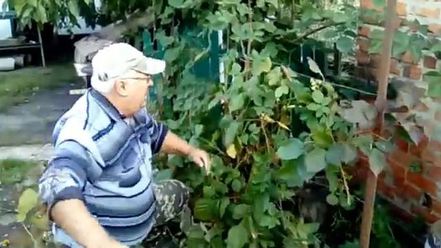 Обрезка ежевики сорт ,,Натчез,, смотреть онлайн