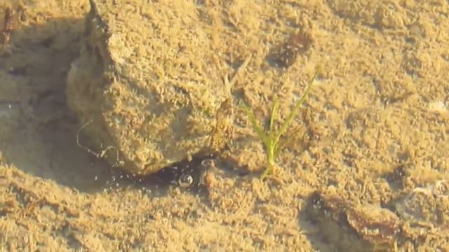 Diving beetle смотреть онлайн