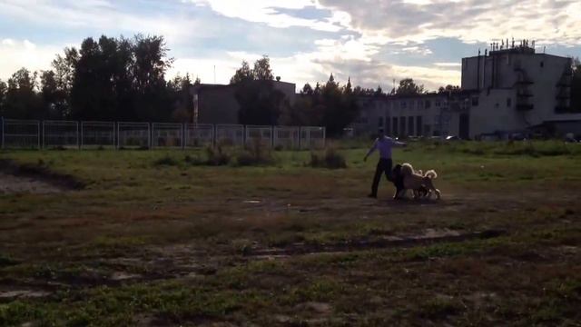 #выставка#подготовка к выставке#пуделя# смотреть онлайн