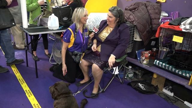 Chocolate Labrador Retriever "Jetson" at Westminster Kennel Club Dog Show 2020 смотреть онлайн