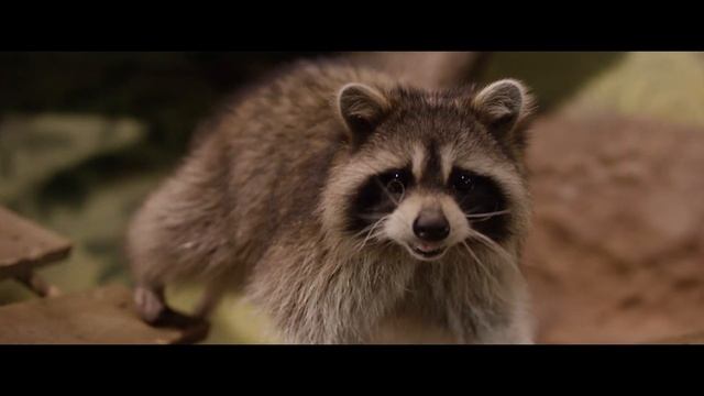 Экспозиция "Леса и степи" в Воронежском океанариуме смотреть онлайн