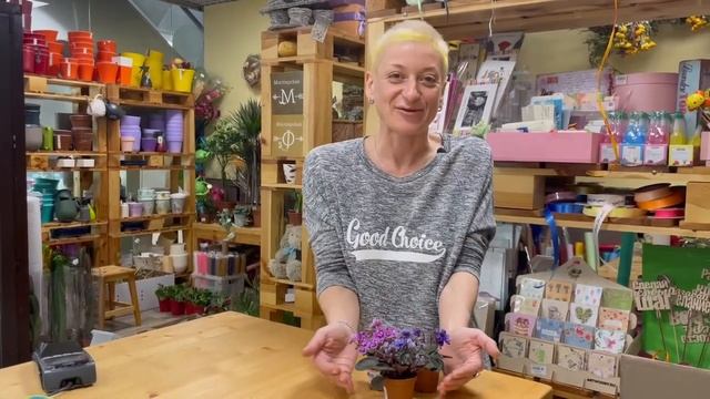 Мини фиалки - малышки для вашего окошка | Чем они отличаются от обычных фиалок смотреть онлайн