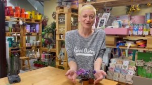 Мини фиалки - малышки для вашего окошка | Чем они отличаются от обычных фиалок