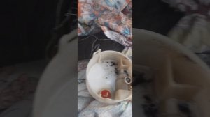 топливный насос К4М Рено дастер. разбор замена. чистка. обзор.