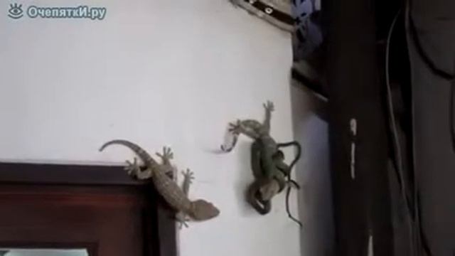 Жестокая схватка две ящерицы против змеи смотреть онлайн