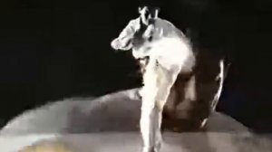 Kyokushin karate Hiroki Kurosawa