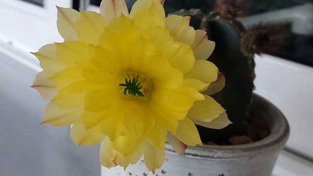 Расцвел Echinocereus Subinermis! смотреть онлайн