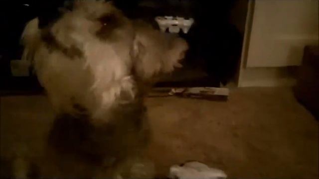 Schnauzer knows how to balance near about anything смотреть онлайн