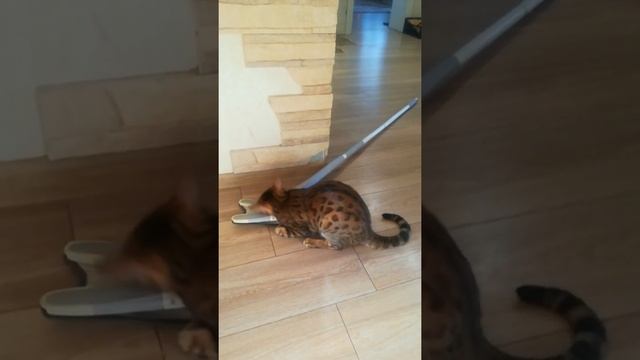 когда решила помыть полы с хлоркой ? смотреть онлайн