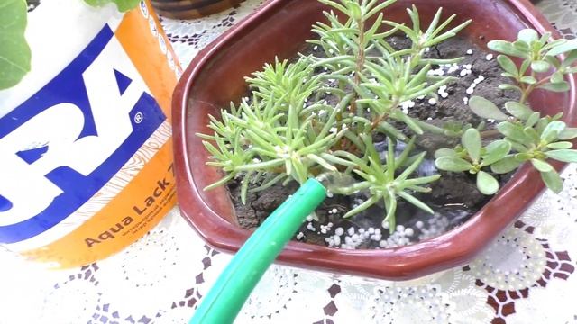 УДОБРЕНИЕ растений АММИАЧНОЙ СЕЛИТРОЙ // ЦИНИИ // МЯТА смотреть онлайн