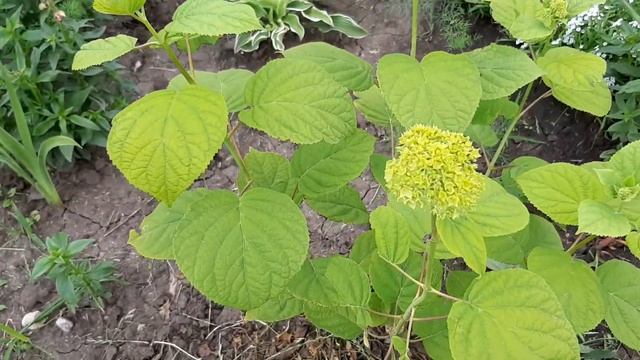 Купила старую дачу/ Обзор участка 30 июня. Газон. Розы. смотреть онлайн