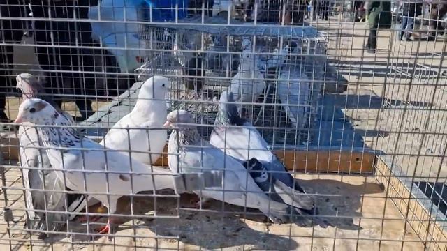 Голуби цены Птичий рынок Пятигорск-ч5 смотреть онлайн