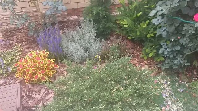 Декоративные растения в саду. смотреть онлайн