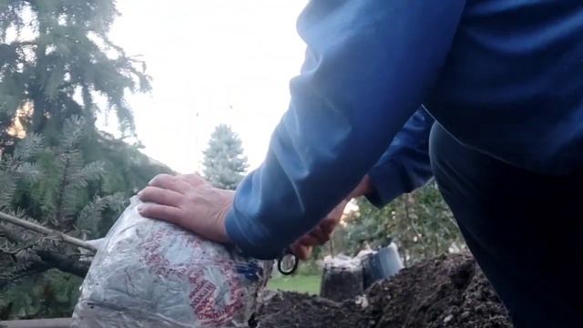 Посадка ели Белобок смотреть онлайн
