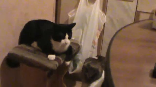 Котопёс против бультерьера. Крыс и Мася! 2 Раунд. смотреть онлайн