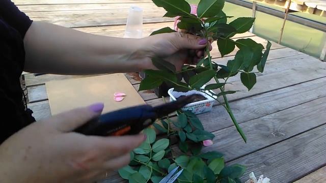 Черенкование роз осенью смотреть онлайн